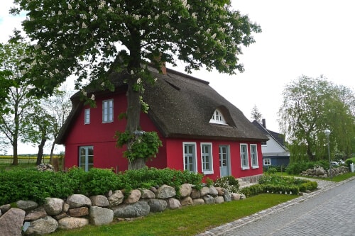 Ecksicht auf ein rotes Bauernhaus mit Reetdach und einer Mauer aus Findlingen mit Hecke als Grundstücksbegrenzung, vor dem eine blühende große Kastanie steht.